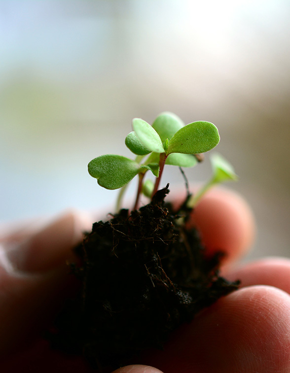 植物营养剂/植物生长调节剂/助剂